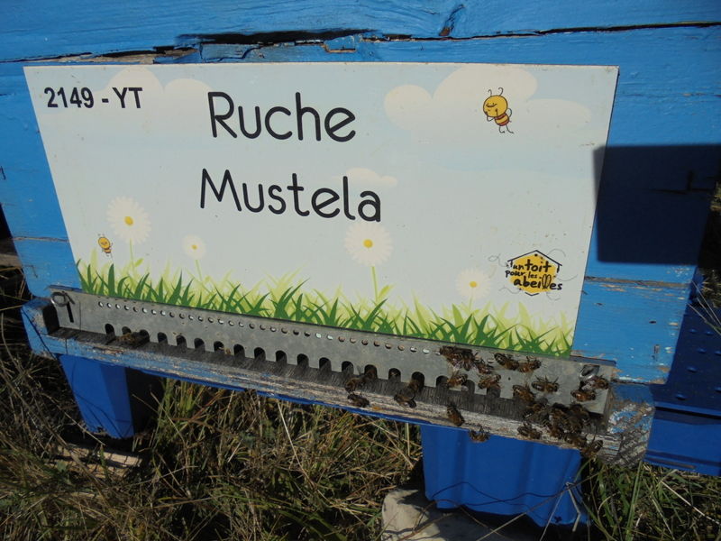 La ruche Mustela