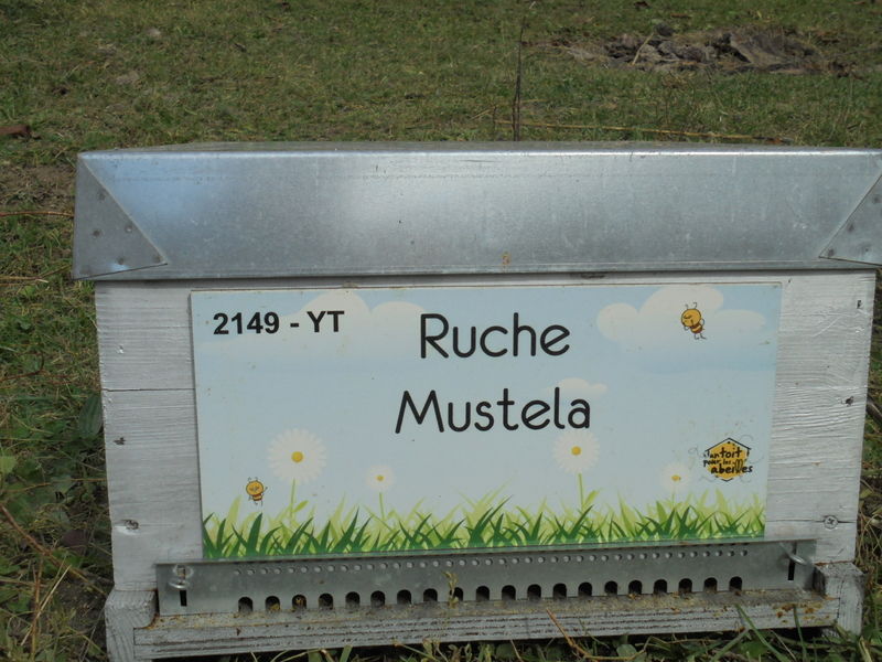 La ruche Mustela