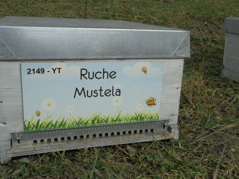 La ruche Mustela