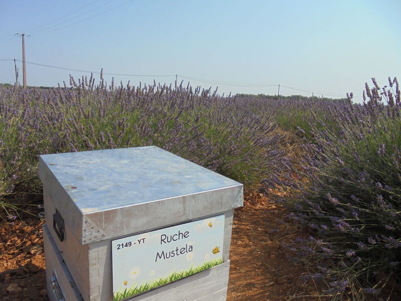 La ruche Mustela