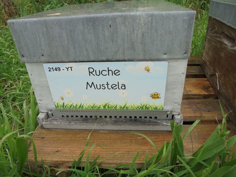 La ruche Mustela