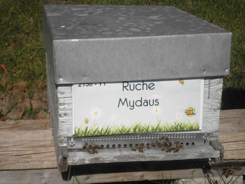 La ruche Mydaus