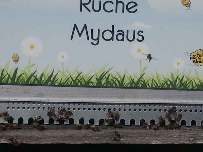 La ruche Mydaus