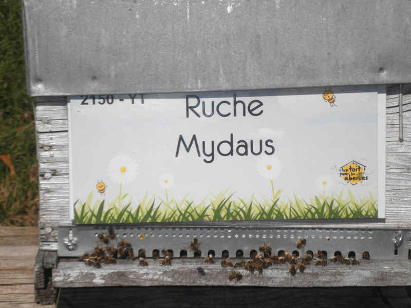 La ruche Mydaus