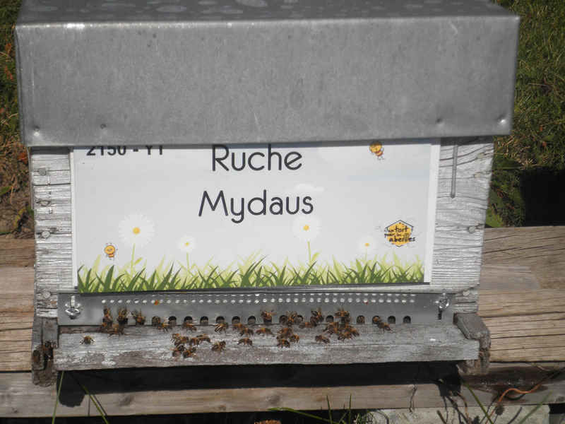 La ruche Mydaus