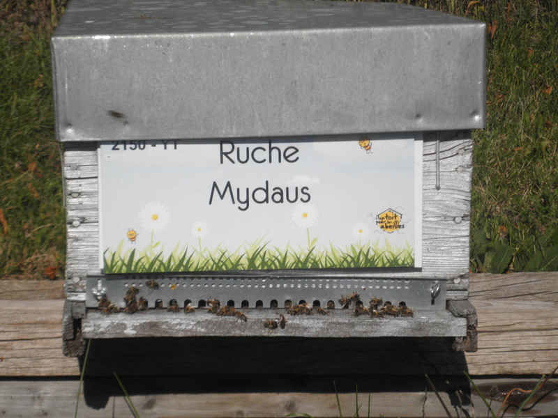 La ruche Mydaus