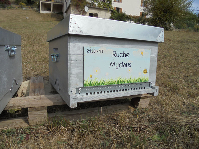 La ruche Mydaus