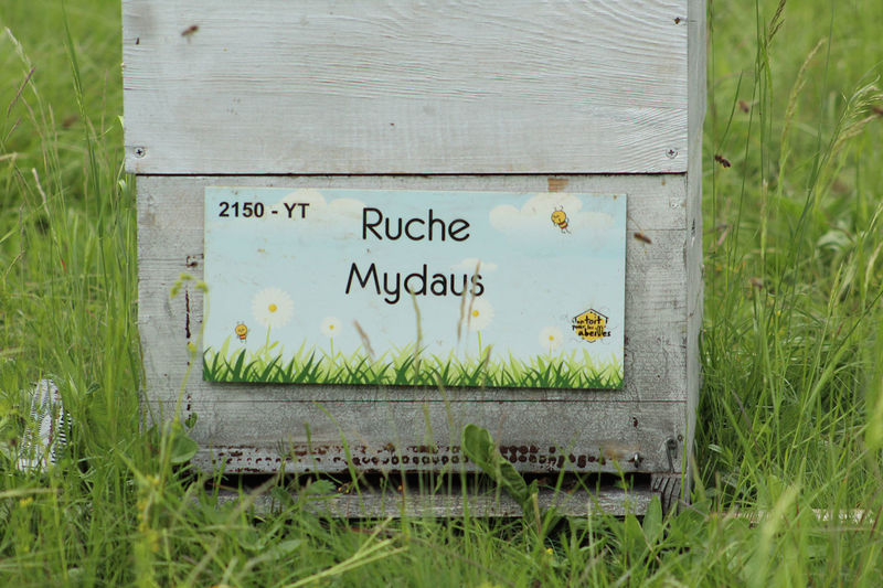 La ruche Mydaus