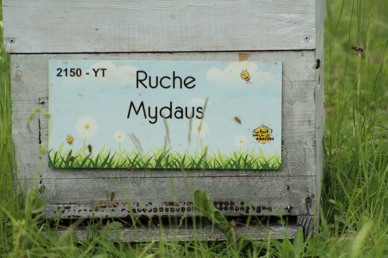 La ruche Mydaus