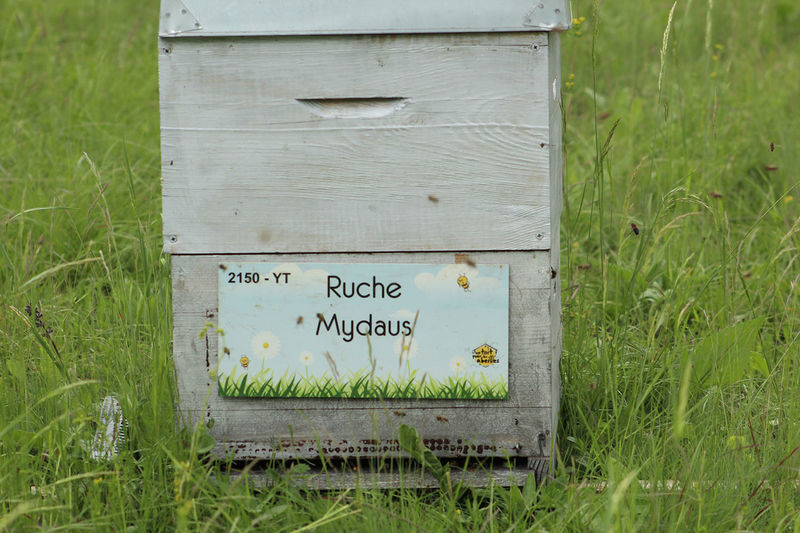 La ruche Mydaus
