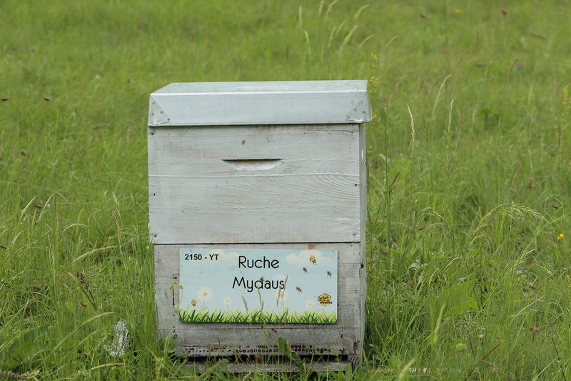 La ruche Mydaus
