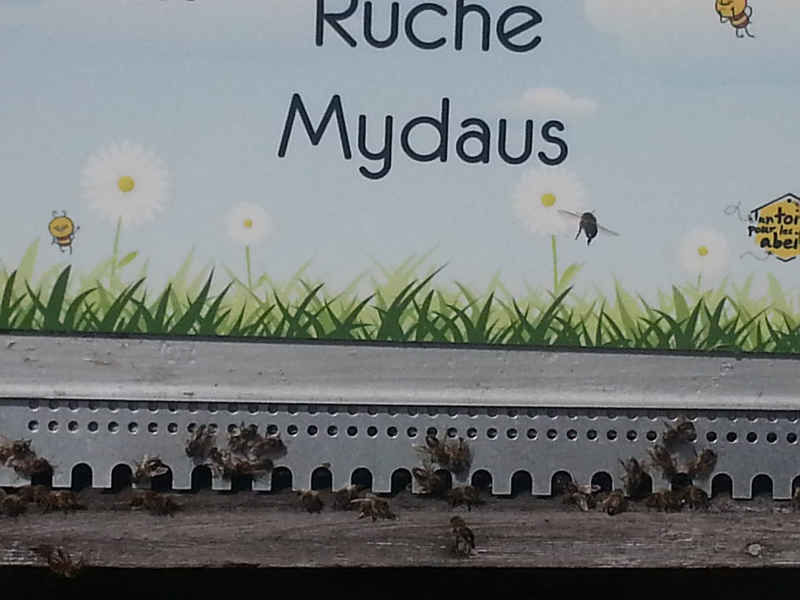 La ruche Mydaus