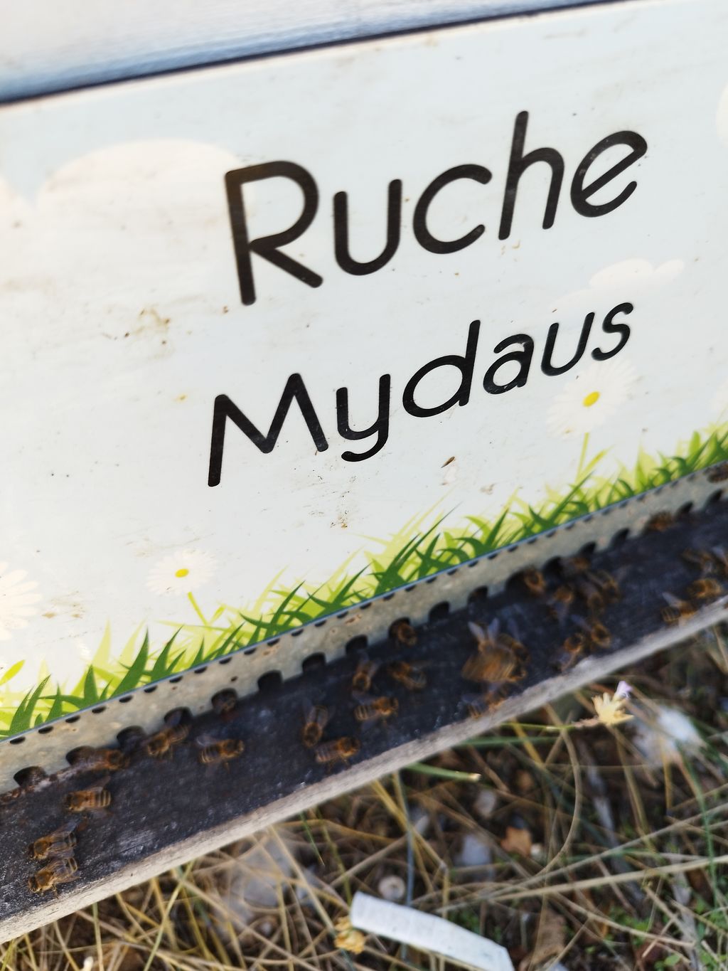La ruche Mydaus