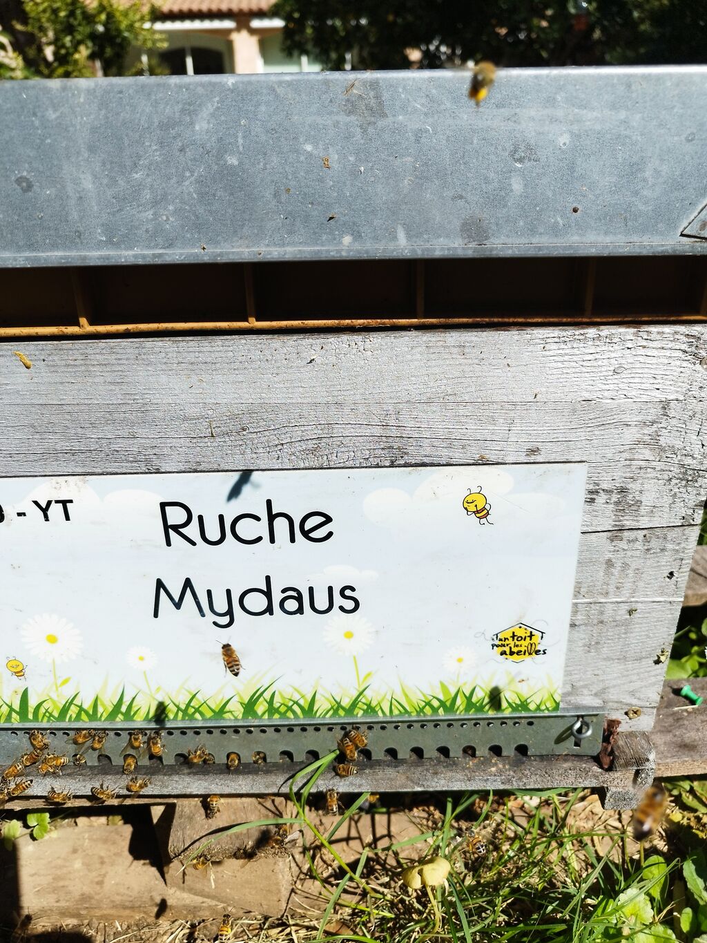 La ruche Mydaus