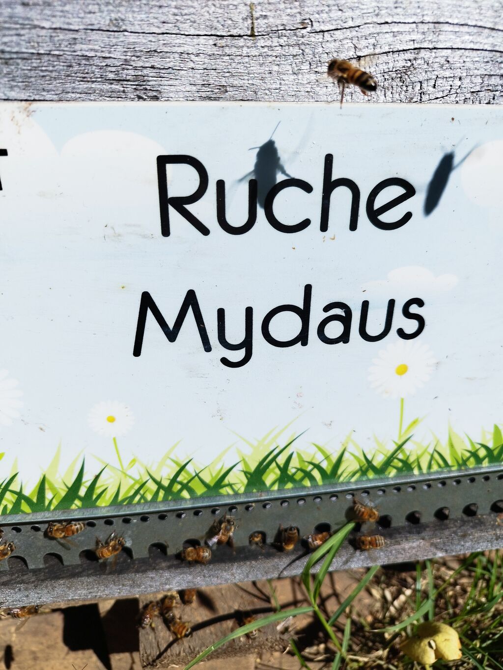 La ruche Mydaus