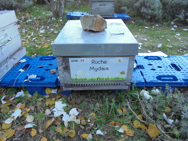 La ruche Mydaus