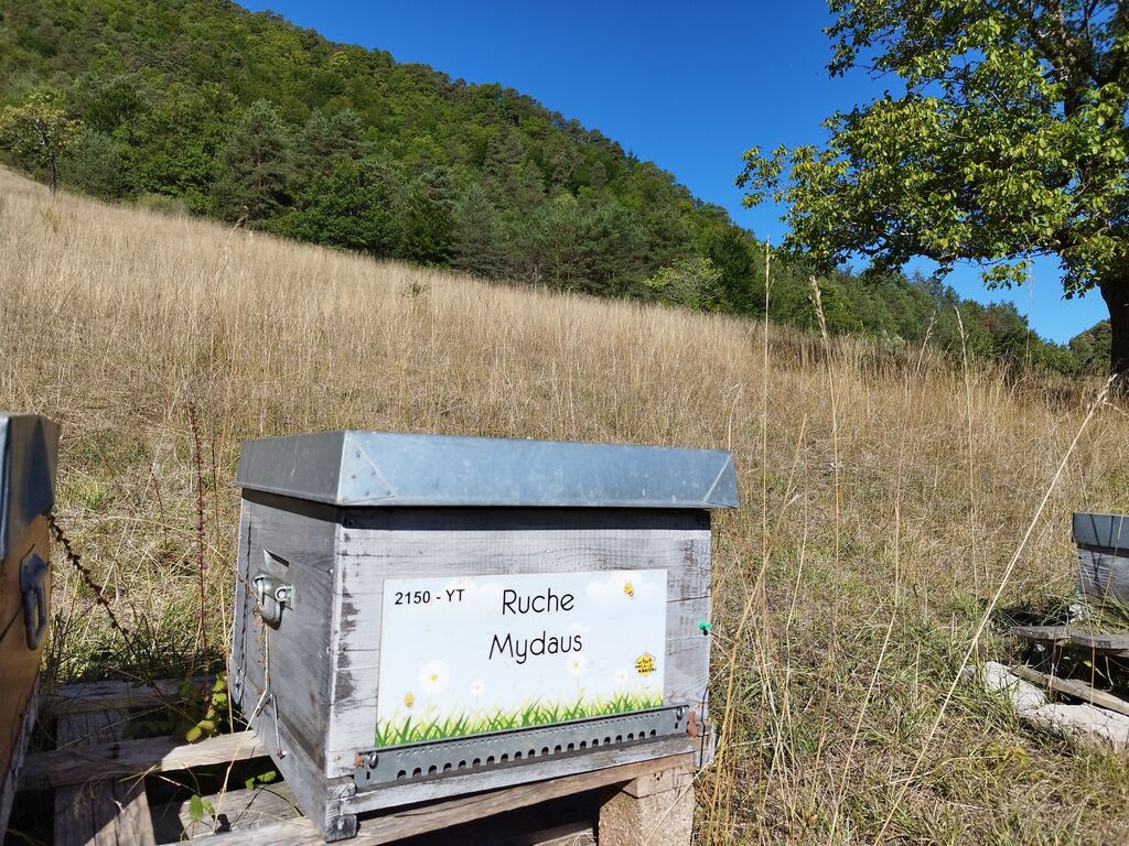 La ruche Mydaus