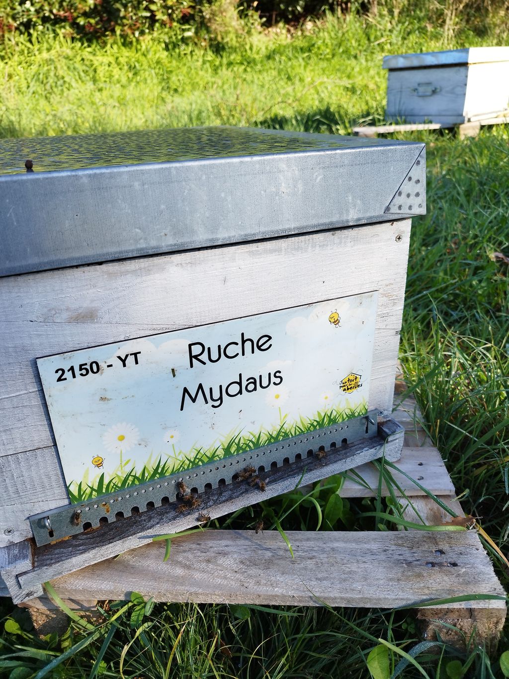 La ruche Mydaus