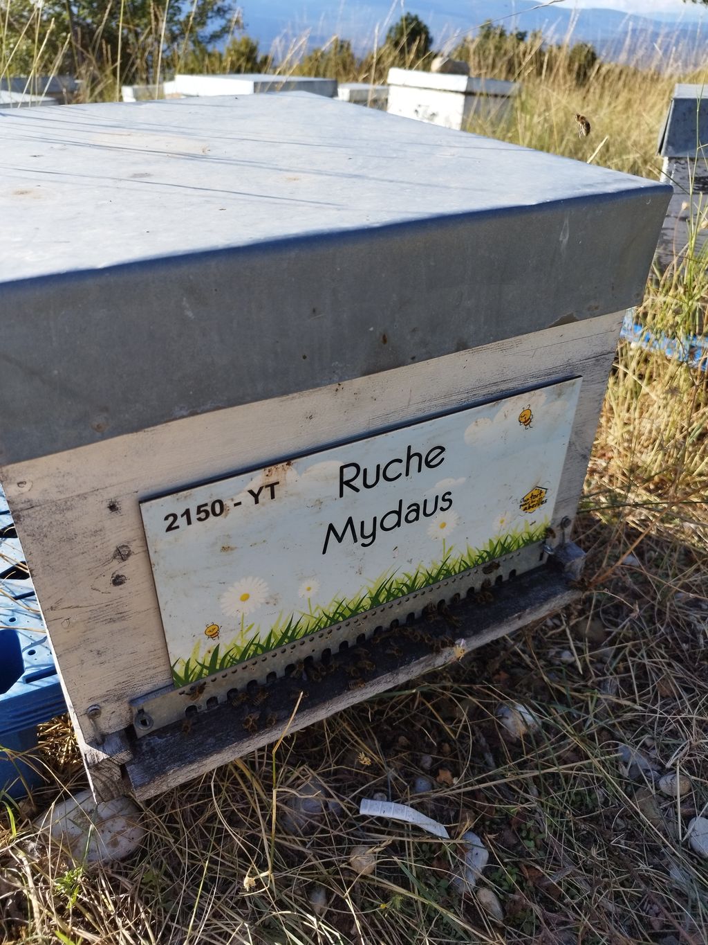 La ruche Mydaus