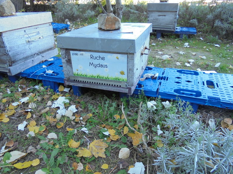 La ruche Mydaus