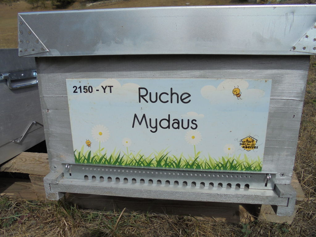 La ruche Mydaus
