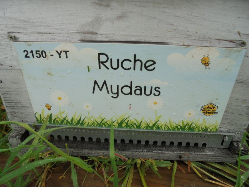 La ruche Mydaus