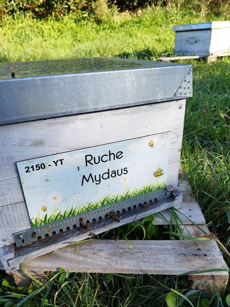 La ruche Mydaus
