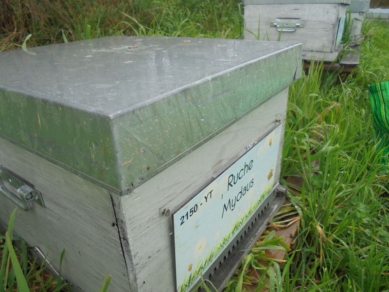 La ruche Mydaus