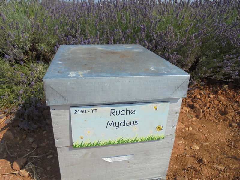 La ruche Mydaus