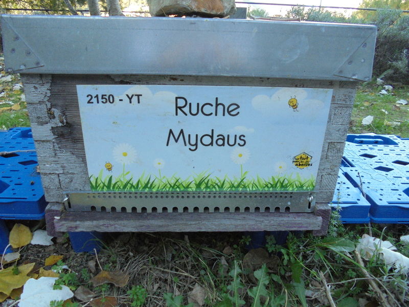 La ruche Mydaus
