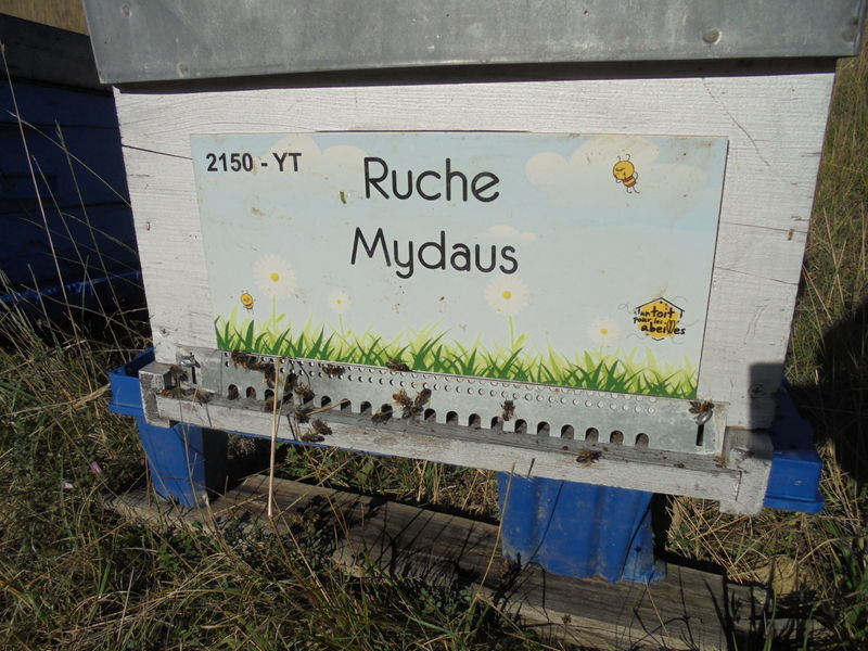 La ruche Mydaus