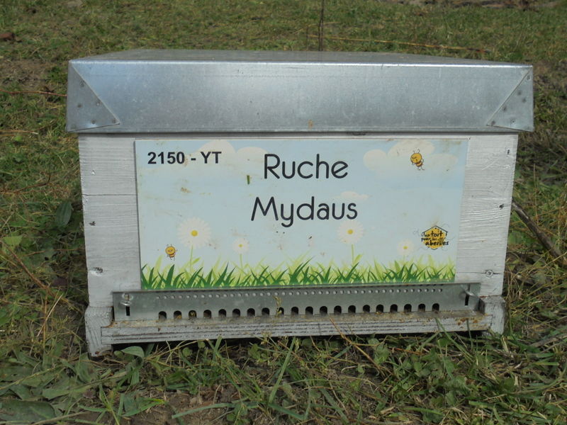 La ruche Mydaus