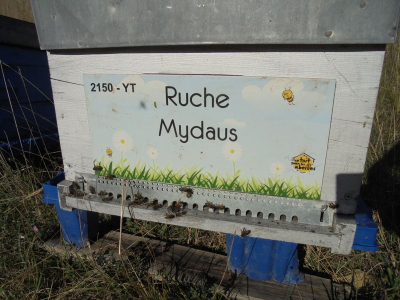 La ruche Mydaus