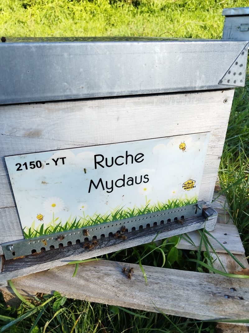 La ruche Mydaus