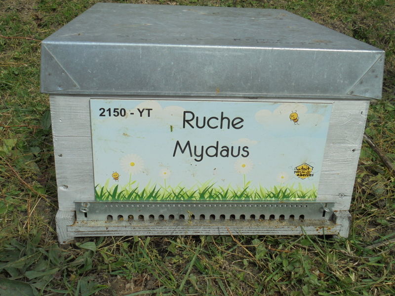 La ruche Mydaus