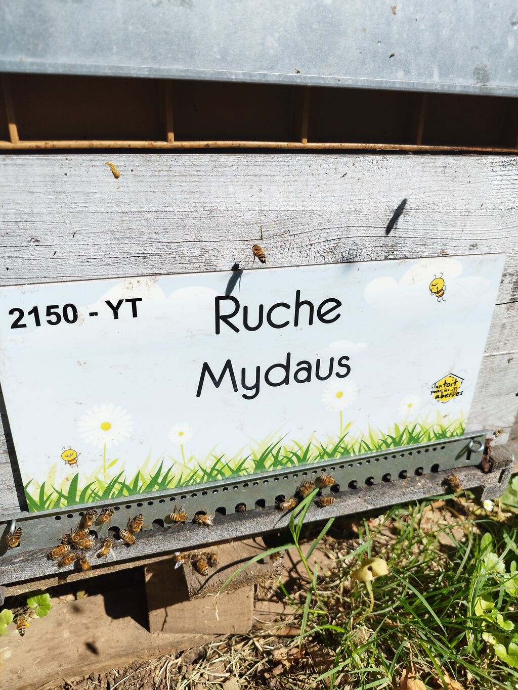 La ruche Mydaus