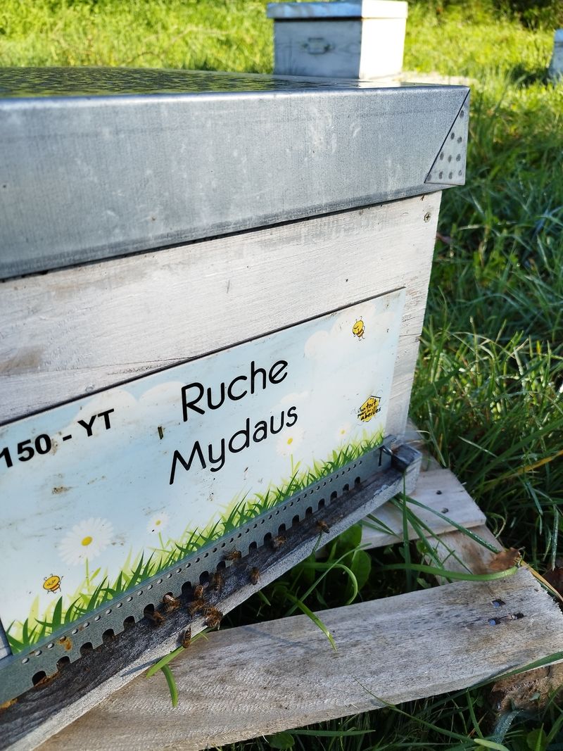 La ruche Mydaus