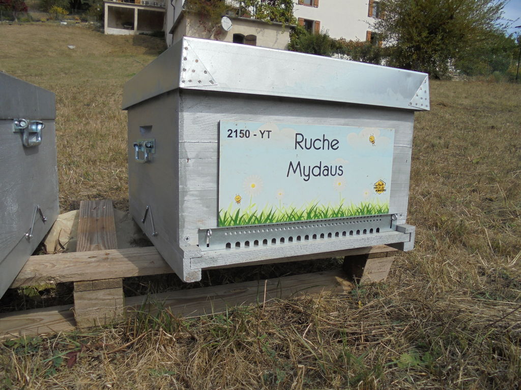 La ruche Mydaus