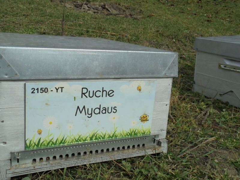 La ruche Mydaus