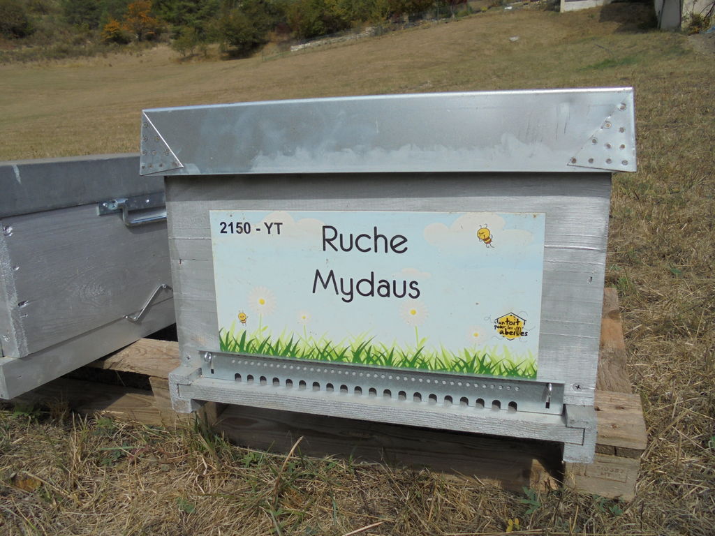 La ruche Mydaus