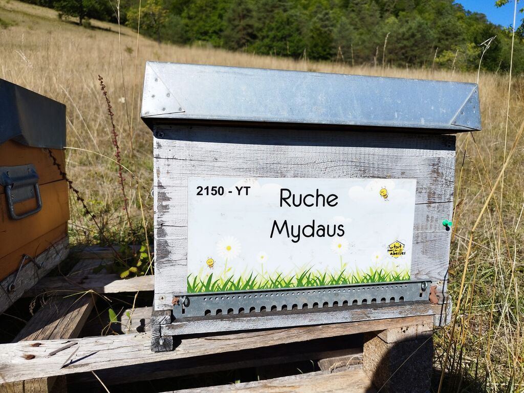 La ruche Mydaus
