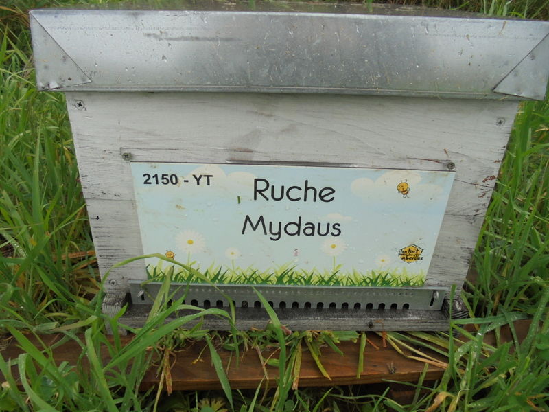 La ruche Mydaus