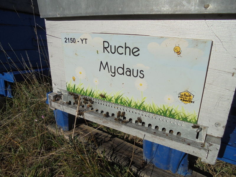 La ruche Mydaus