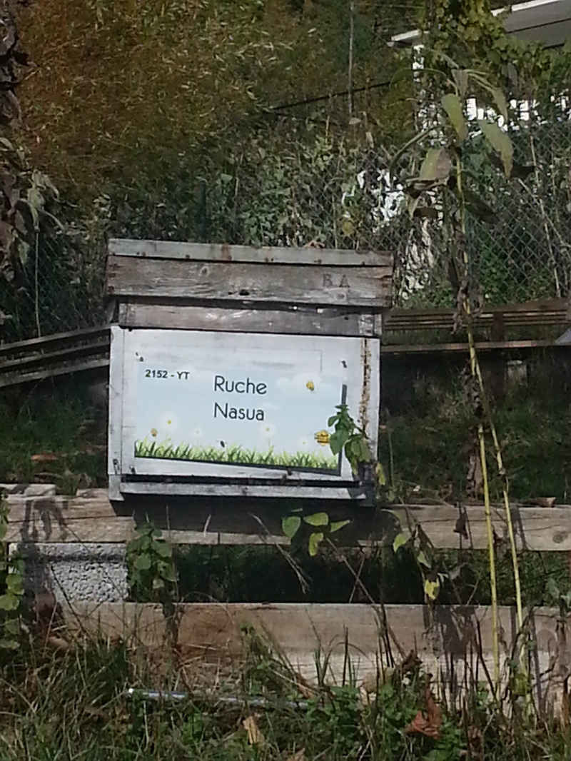 La ruche Nasua