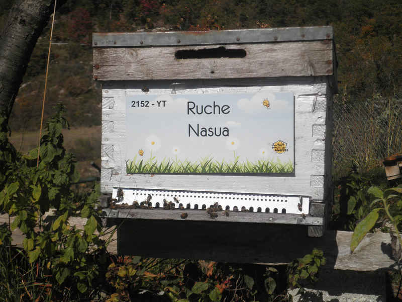 La ruche Nasua