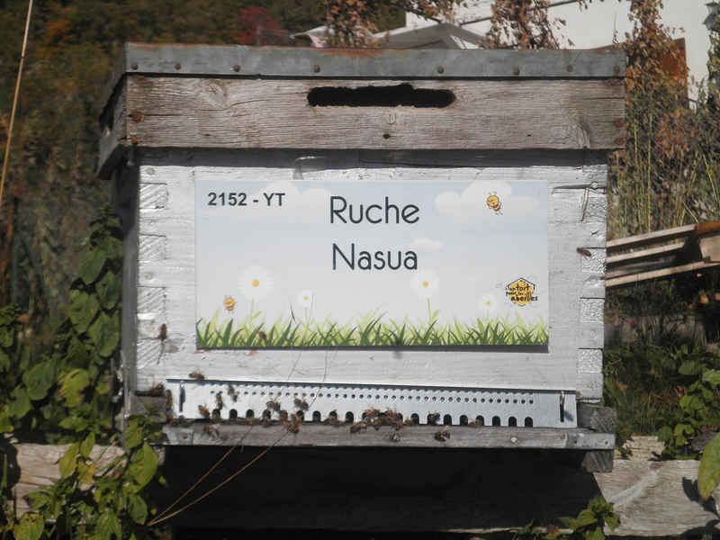 La ruche Nasua