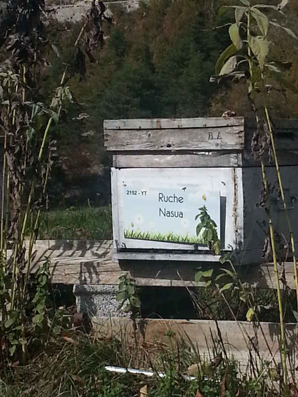 La ruche Nasua