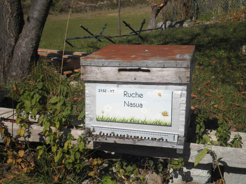 La ruche Nasua
