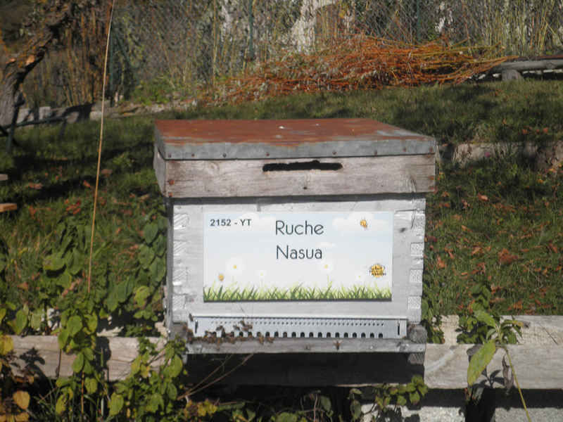 La ruche Nasua