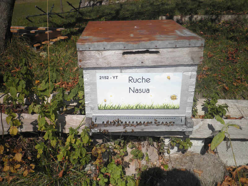 La ruche Nasua